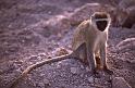 WT 1400 211-21 Kenya